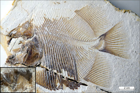 A new piranha-like fish fossil from Jurassic seas with sharp, pointed teeth that probably fed on the fins of other fishes, discovered in southern Germany from the time of dinosaurs and from the same deposits that contained Archaeopteryx, is seen in this image released from Eichstaett, Bavaria, Germany on October 18, 2018. Courtesy M. Ebert and T. Nohl/Handout via REUTERS