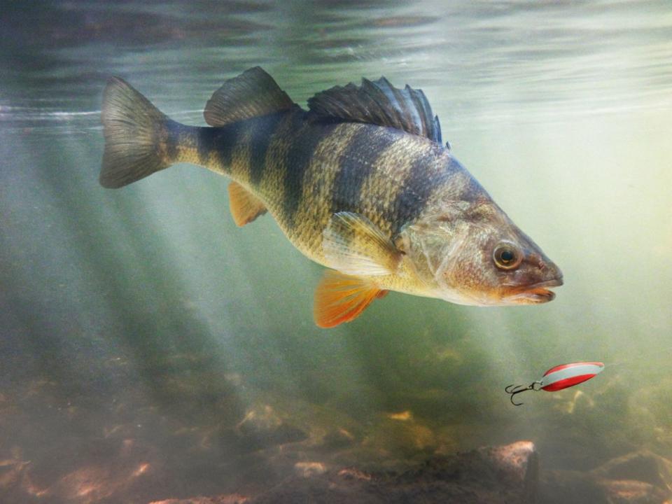 Perca amarilla, (Perca flavescens), representada en un entorno natural siguiendo un señuelo de tipo cucharilla