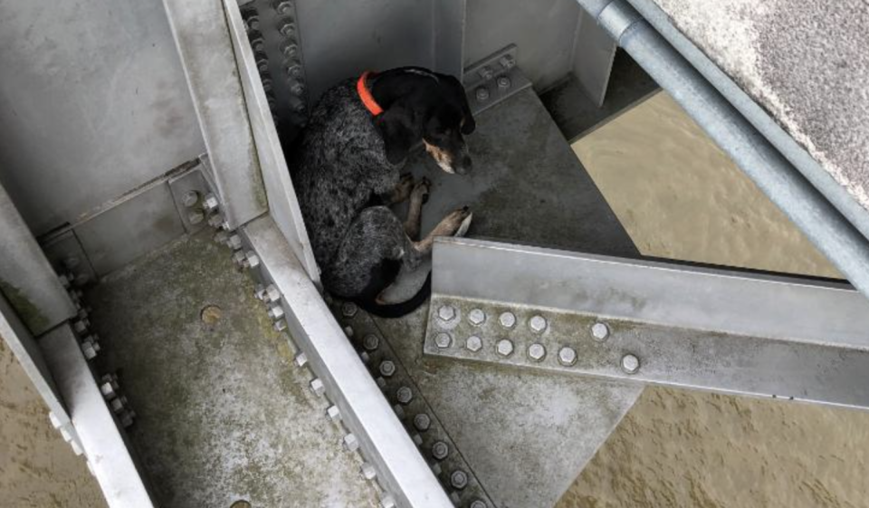 Der Hund saß auf einer Plattform eines Brückenpfeilers 40 Meter über dem Fluss fest. (Bild: Screenshot Stantec)