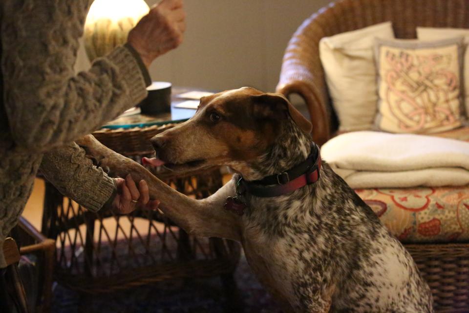 Riley shakes her paw for a treat, Nov. 29, 2023.