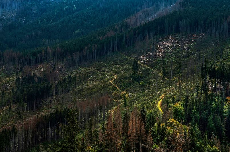 Abgeholzter Wald in Polen  (Bild: Janusz Maniak via Unsplash)