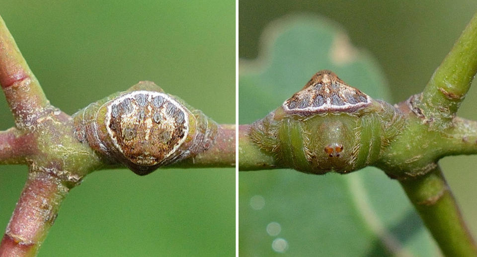 Left, a picture of the wrap-around spider can be seen, camouflaged by the twig. Right, the spider is slightly more noticeable from a different angle, with the outline of legs noticed.  