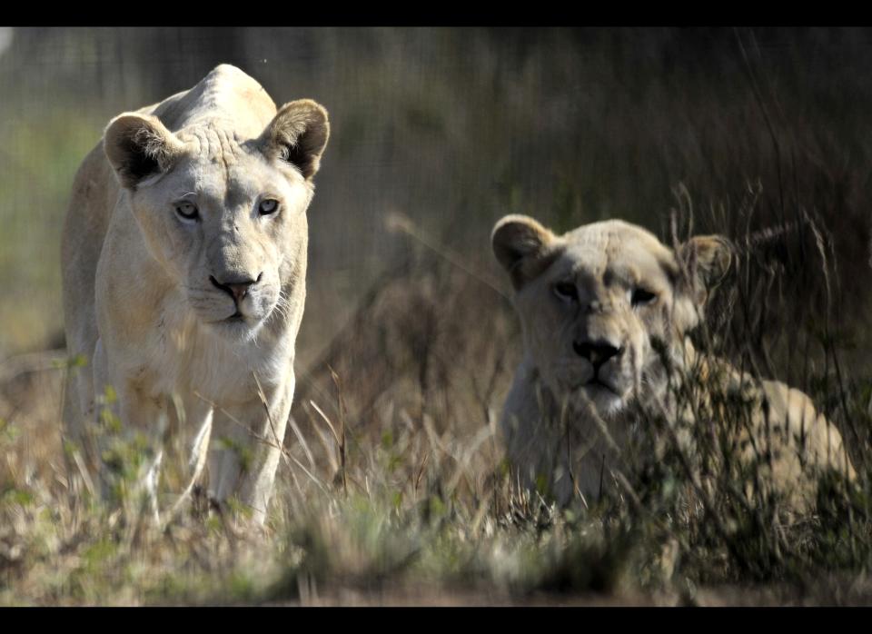 A pair of white lions is pictured at the Lion Park in Ceperdown, some 80 kilometers west of Durban on June 20, 2010.     AFP PHOTO / Aris Messinis (Photo credit should read ARIS MESSINIS/AFP/Getty Images)