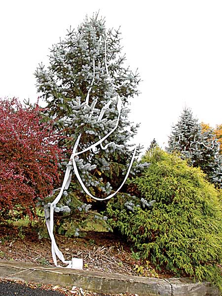 Toilet papering a tree is classic Mischief Night prank. This one is in Fredon