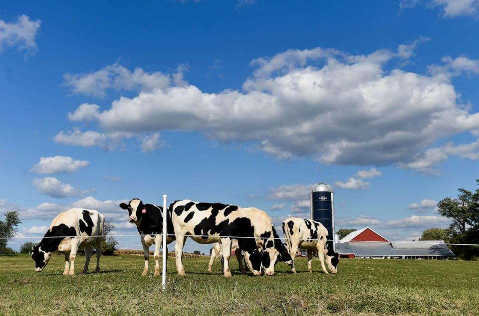 PHOTO: Holstein cows graze in a field next to Richmond Road in Kirbyville, Penn., Oct. 2, 2020. (Ben Hasty/MediaNews Group/Reading Eagle via Getty Images, FILE)