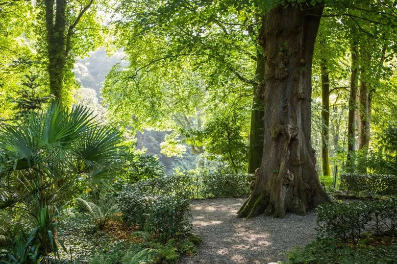 'The Jungle' at Plas Cadnant in summer