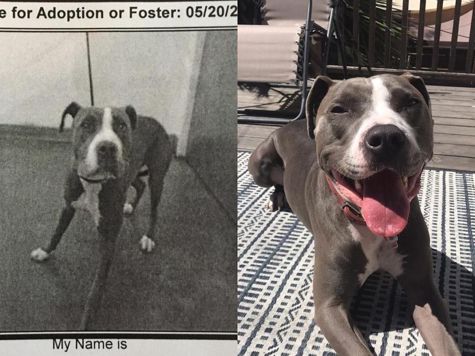 Ginny the pit bull before and after adoption.