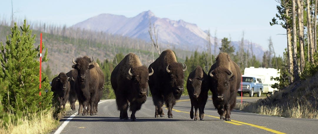 Three states chose the bison as their official state mammal.