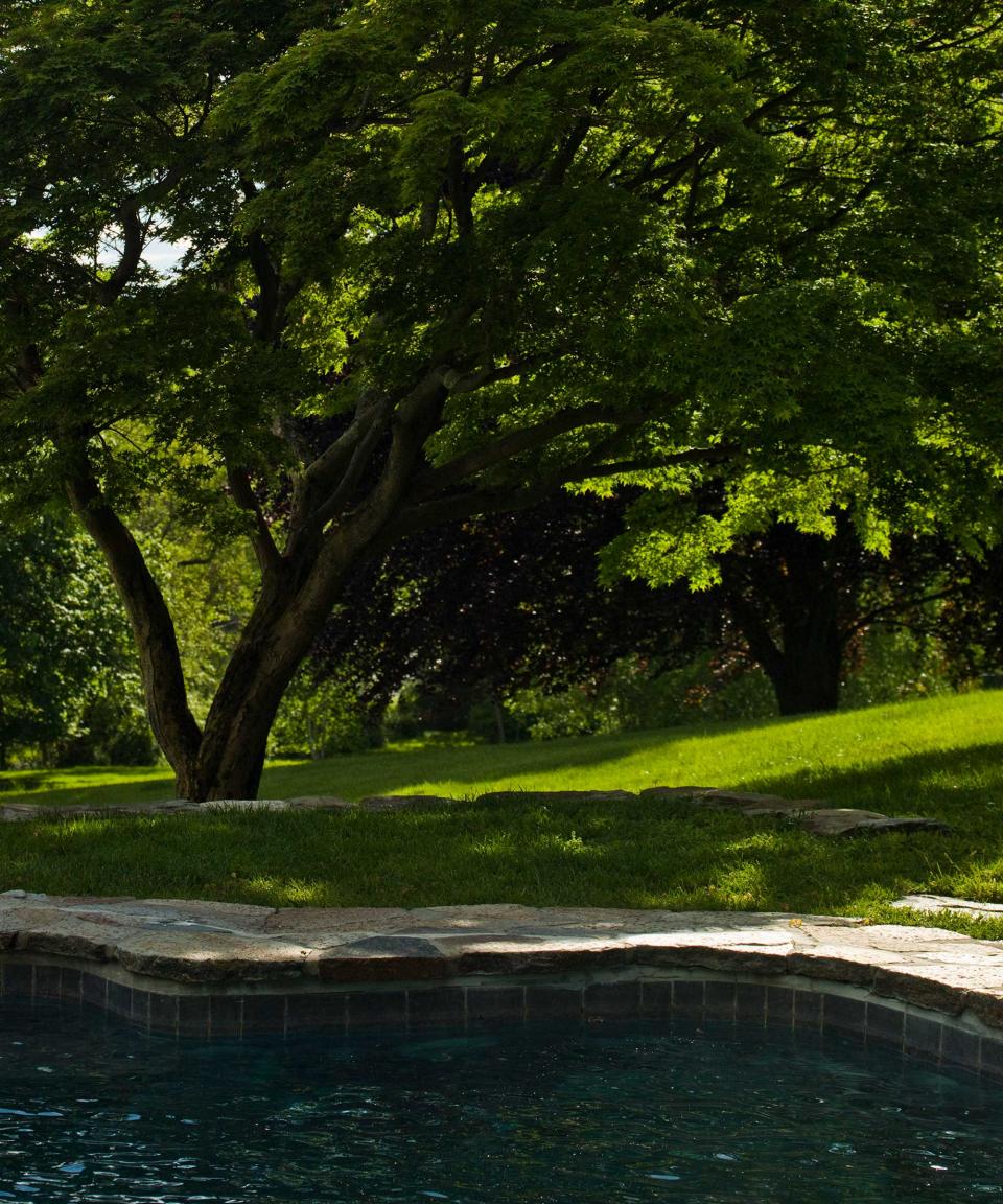 shade tree next to pool