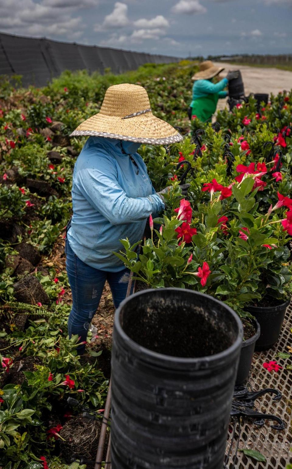 Homestead, la Florida, 31 de mayo de 2023: Trabajadores en un vivero en el sur del Condado Miami-Dade.