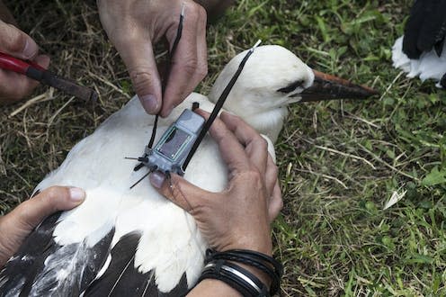 <span class="caption">Scientists fix biologger tags to animals to gain an insight into their movement and behaviour.</span> <span class="attribution"><a class="link " href="https://www.shutterstock.com/image-photo/equipping-storks-gps-telemetry-gadgets-gain-153153833" rel="nofollow noopener" target="_blank" data-ylk="slk:Vasileios Karafillidis/Shutterstock;elm:context_link;itc:0;sec:content-canvas">Vasileios Karafillidis/Shutterstock</a></span>