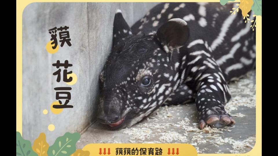 圖／台北市立動物園