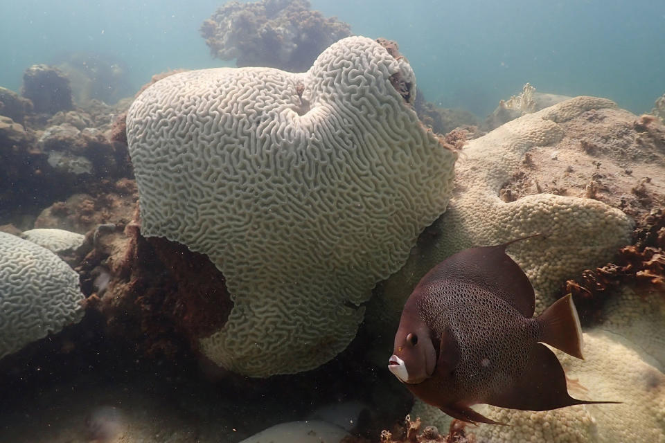 A fish swims near coral at Cheeca Rocks off the coast of Islamorada, Florida, on July 23, 2023, showing signs of bleaching.  (Andrew Ibarra/NOAA via AP)