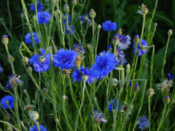 Cornflower