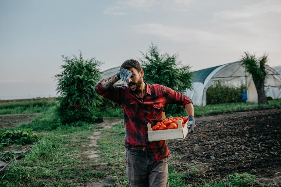 The Home Office said that it was a ‘critical enabler of the agriculture industry’ and revealing the names of the farms ‘would likely discourage workers from these farms’ (Getty/iStock)