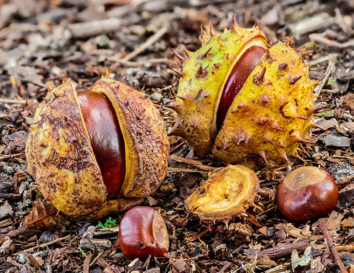 Cápsulas espinosas y semillas (castañas) de Aesculum hippocastanum. <a href="https://commons.wikimedia.org/wiki/File:Afgevallen_kastanjes_van_een_paardenkastanje_(Aesculus)_10-10-2020_(d.j.b.)_03.jpg" rel="nofollow noopener" target="_blank" data-ylk="slk:Dominicus Johannes Bergsma;elm:context_link;itc:0;sec:content-canvas" class="link ">Dominicus Johannes Bergsma</a>, <a href="http://creativecommons.org/licenses/by-sa/4.0/" rel="nofollow noopener" target="_blank" data-ylk="slk:CC BY-SA;elm:context_link;itc:0;sec:content-canvas" class="link ">CC BY-SA</a>