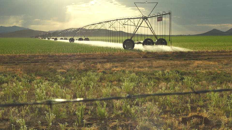 A center pivot in profile -- the Zimmatic rig will roll slowly around the circular field watering the crops below (Andrew Stern / NBC News)