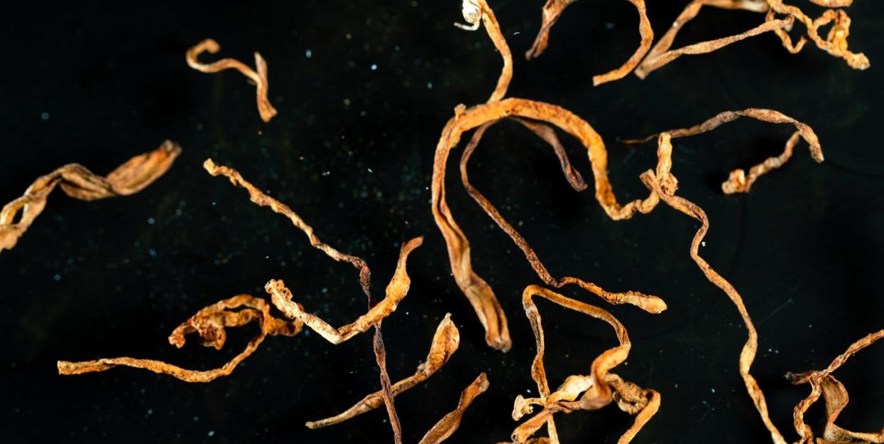 cordyceps flower flying in mid air in black background