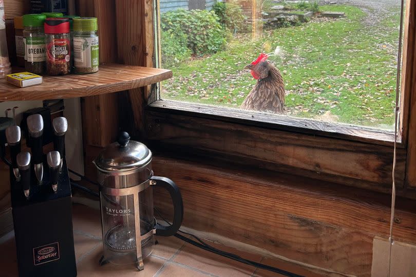 a chicken in the window