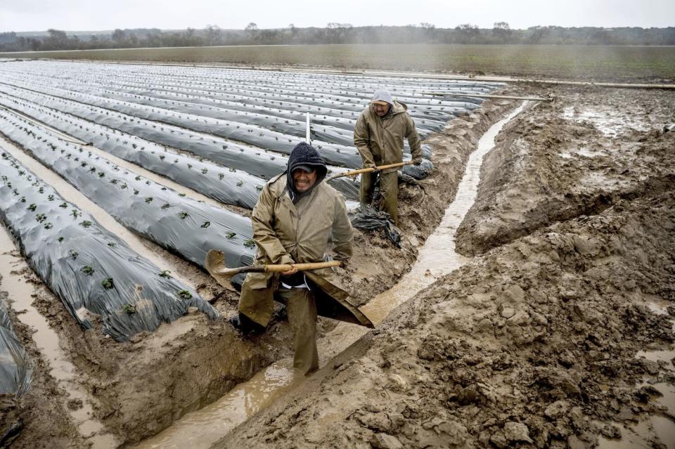 Two farm workers dig out a drainage ditch to keep floodwater from covering strawberry crops