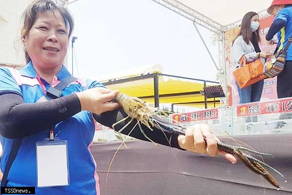 潮州鎮賽神蝦公蝦組由張富淳所飼養的三百三十五公克泰國蝦稱王。（記者陳真攝）