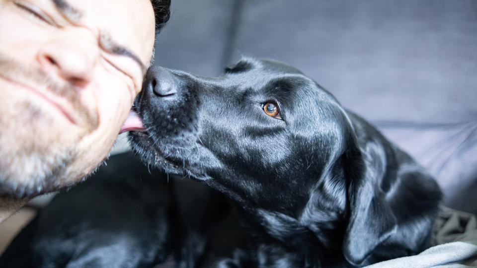 Labrador licking man, friendly