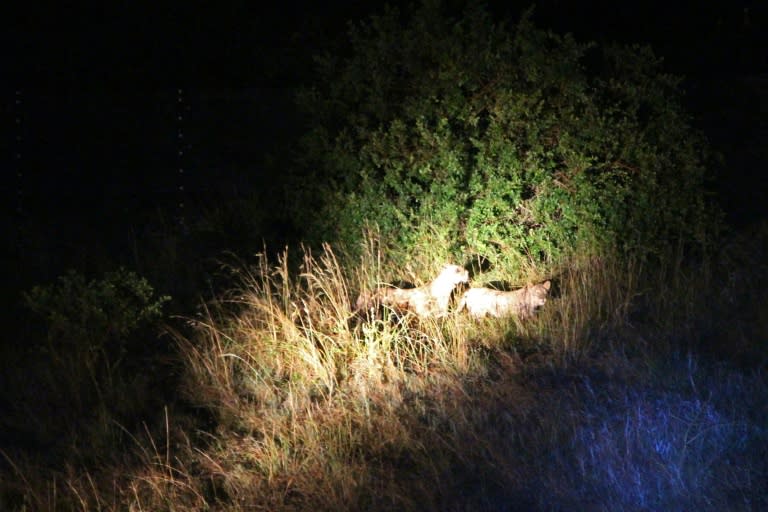 Lions brought from South Africa are photographed at night after being released in a temporary enclosure in Akagera National Park in the east of Rwanda