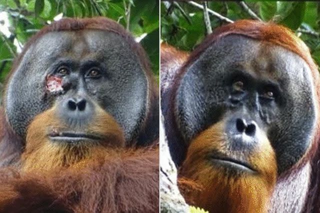 <p>Scientific Reports </p> Rakus the orangutan before (left) and after his facial wound healed