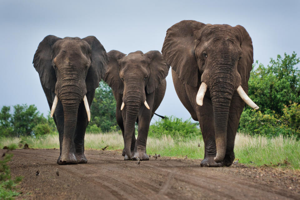 Three large elephants pictured in the Kruger National Park. Source: Getty, file.