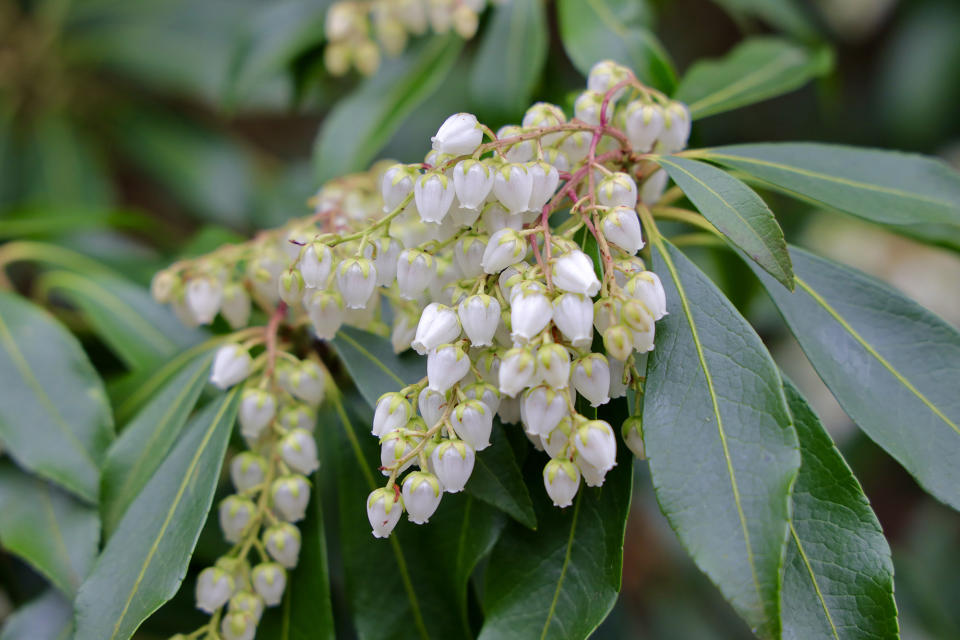 2. Pieris japonica