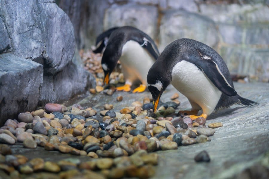Penguins picking up a rocks at the Loveland Living Planet Aquarium. Gentoo penguins present rocks during the courting phase of the mating season. (Courtesy of the Loveland Living Planet Aquarium)