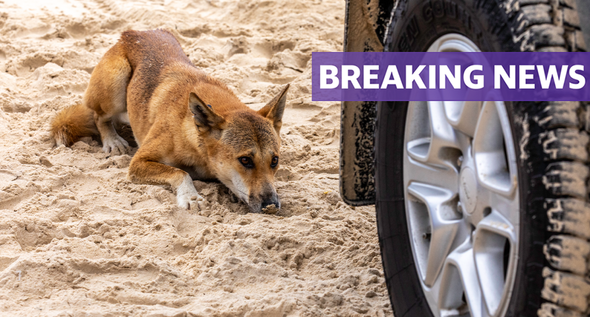 Dingo bites child on K'gari sparking warning to tourists to 'remain vigilant'