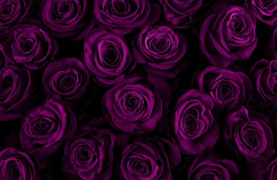 beautiful purple roses background color of the holiday gift to a woman deep purple color