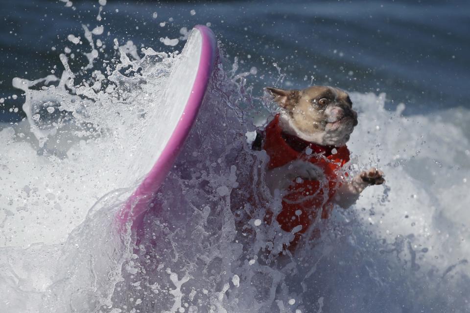 A dog wipes out during the Surf City Surf Dog Contest in Huntington Beach, California September 27, 2015. REUTERS/Lucy Nicholson