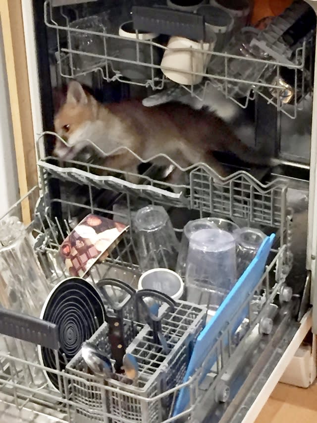 Man finds fox stuck in his dishwasher