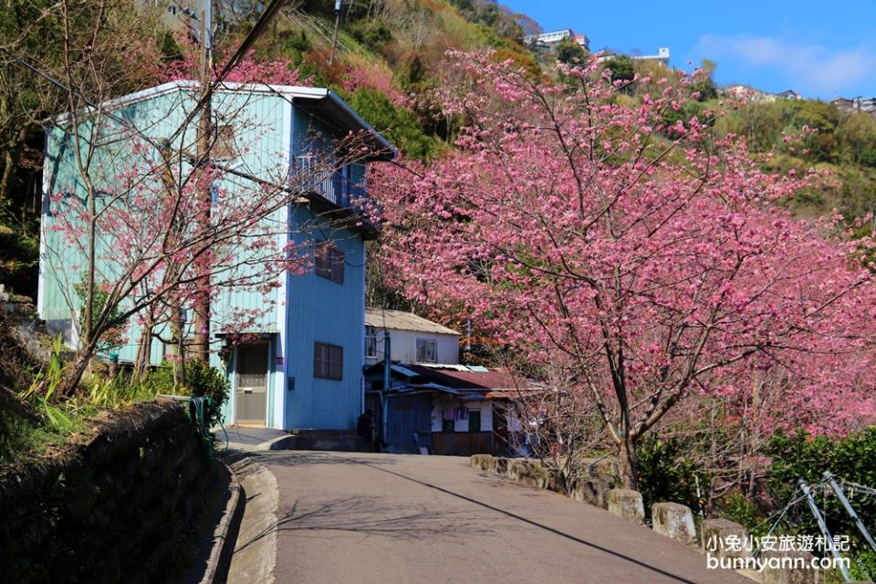 桃園｜中巴陵櫻木花道