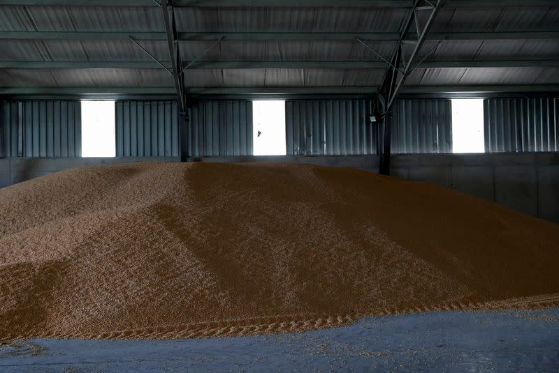 Corn sits at a grain storage in a farm, in Timar