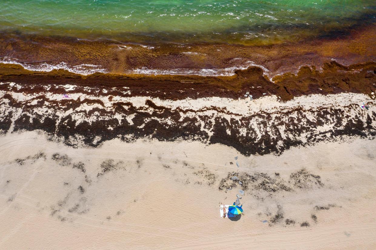 Sargassum is piled up on the beach after the chunky seaweed stew washed up in 2020 in Boynton Beach, Florida.