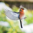 Under 12 Category Winner: 'Male Chaffinch Coming In To Land', by William Briggs (aged 8), taken in Kent