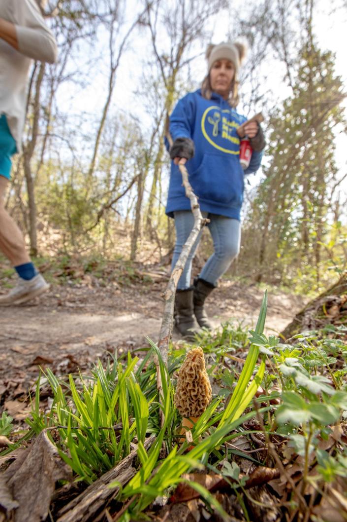 Stephie Hutton, a friend of chef Andrew Armstrong, points out a morel mushroom growing on the side of a hiking trail in Shelby County.  Hutton, who grew up foraging mushrooms in WI with her father, often accompanies Armstrong on his mushroom hunts.