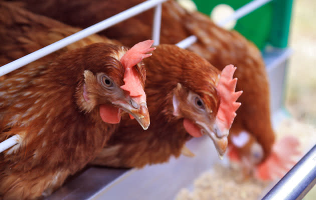 Avoiding contact with birds and live poultry is your best defence against the H7N9 virus. (Thinkstock photo)