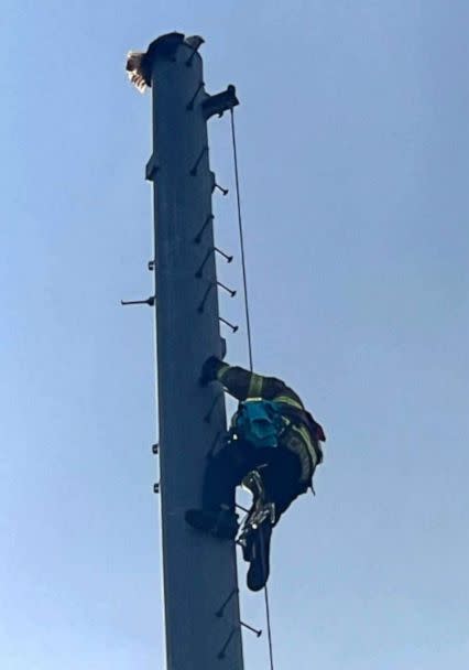 PHOTO: In this photo posted to the FaceBook account of the Macclenny Fire and Rescue Department, the impaled eagle is shown being rescued. (Macclenny Fire and Rescue Department/FaceBook)