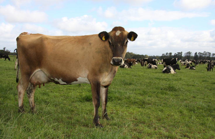 Photo: This Jersey is one of 1.4 million dairy cows in Australia, all of whom emit greenhouse gas.