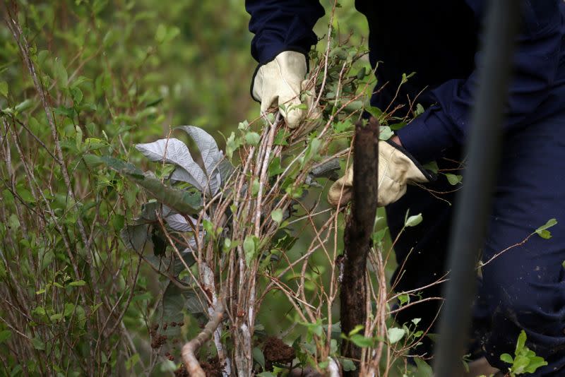 FILE PHOTO: Workers uproot coca plants during an eradication operation at a plantation in Tumaco