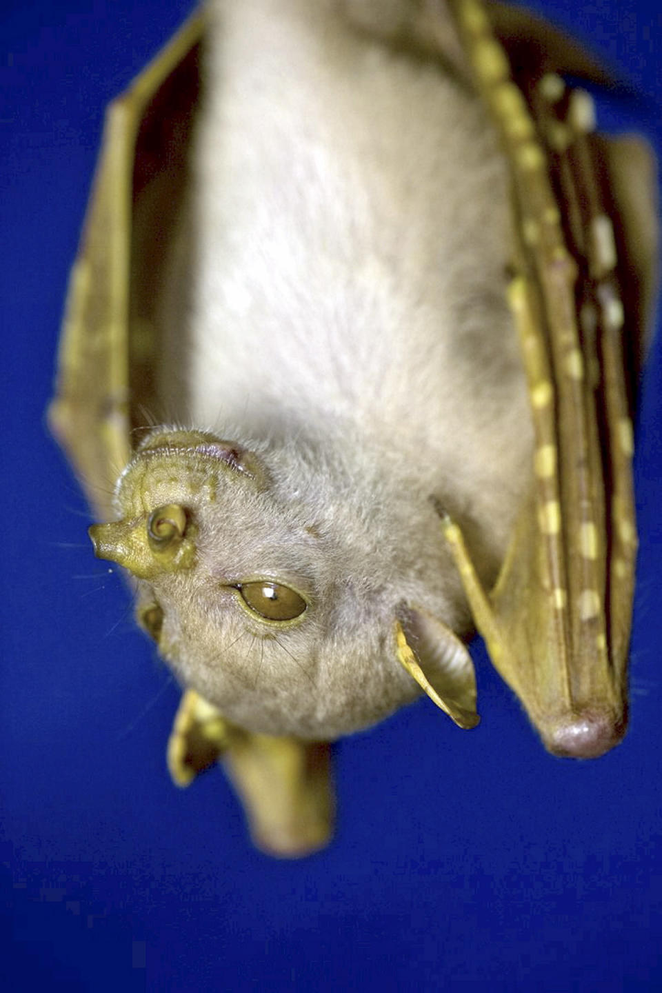 <em>Yoda – the pint-sized tube-nosed bat resembles the famous Star Wars Jedi Master (Pictures: SWNS)</em>