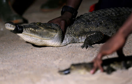 Crocodiles that were captured from a lagoon are pictured during a government-backed training program teaching how to humanely capture and relocate crocodiles in Abidjan, Ivory Coast on July 12, 2017. REUTERS/Thierry Gouegnon
