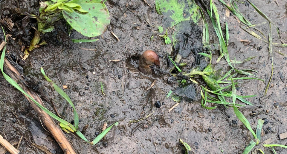 A potato growing in mud which was thought to be a toe.