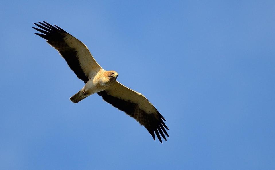 Águila calzada, una de las especies habituales en el Parque Nacional de Doñana. <a href="https://www.csic.es/es/actualidad-del-csic/la-acumulacion-de-pesticidas-reduce-la-capacidad-reproductiva-del-aguila-calzada" rel="nofollow noopener" target="_blank" data-ylk="slk:Fabrizio Sergio / CSIC;elm:context_link;itc:0;sec:content-canvas" class="link ">Fabrizio Sergio / CSIC</a>