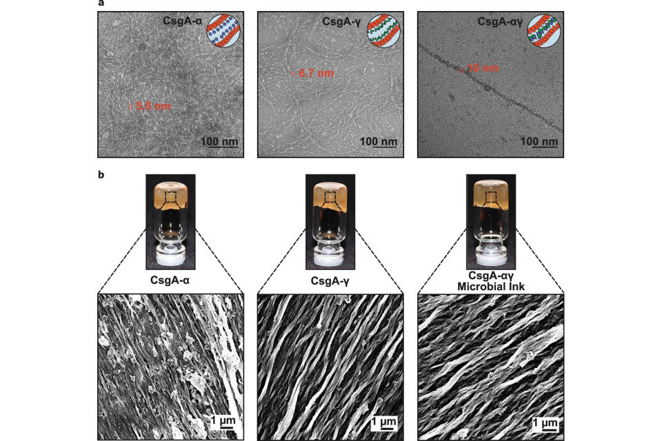 Electron microscope images of self-assembled nanofibers from 'living ink.'