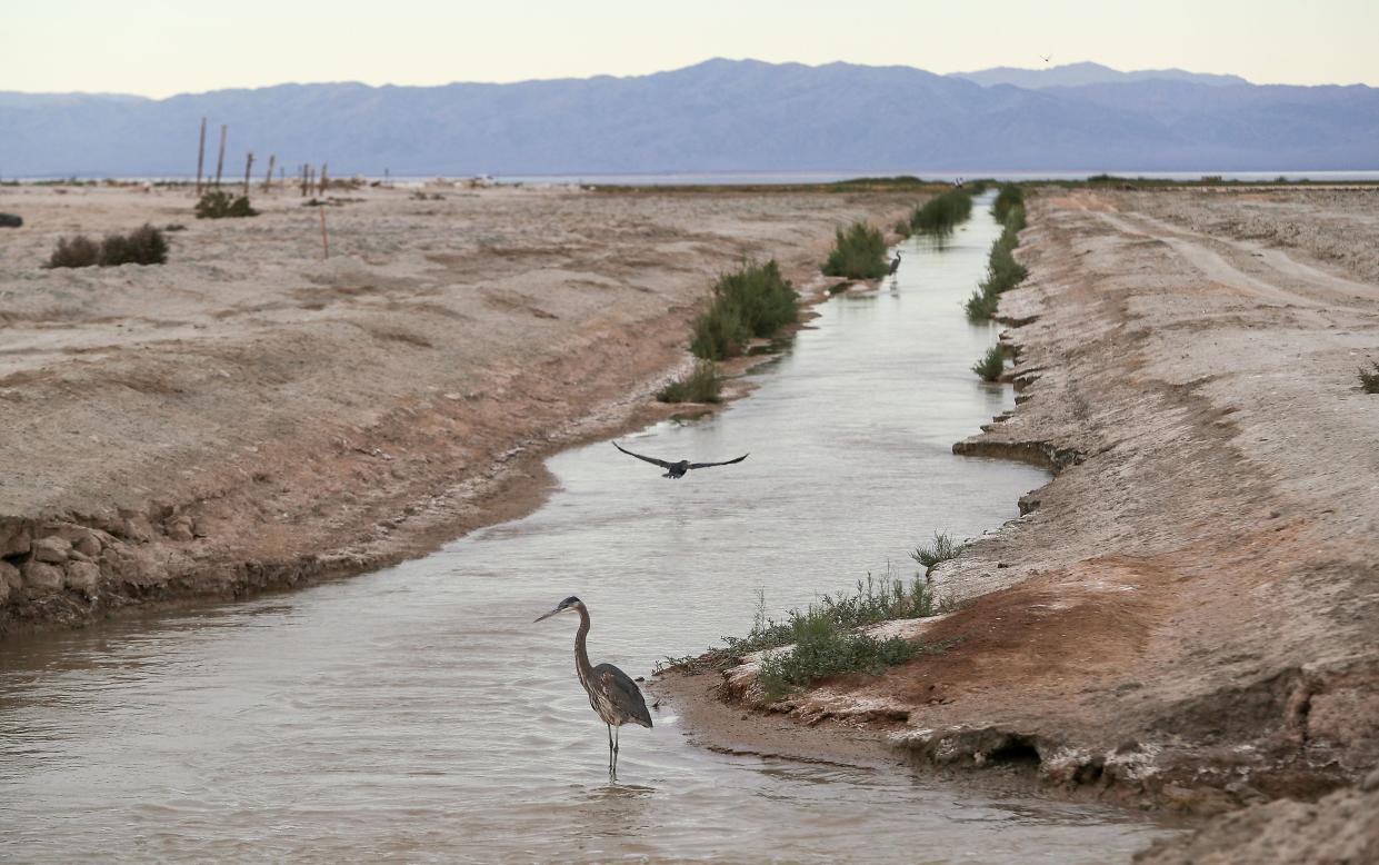 Birds populate a man-made canal at the Salton Sea Conservation Habitat project at the south end of the sea, December 10, 2021.